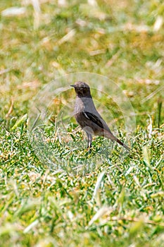 Black RedstartÂ on Grass Phoenicurus Ochruros